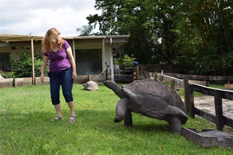 Aldabra Giant Tortoise Baby