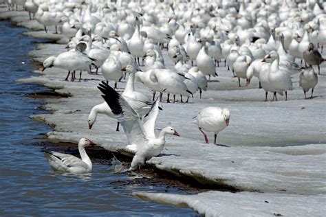 Snow Geese Spring Migration in Quebec 2025 - Rove.me