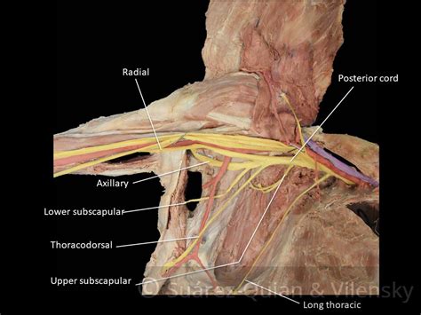 The Brachial Plexus - Sections - Branches - TeachMeAnatomy