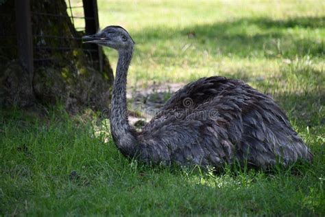 A Rhea Bird stock image. Image of plumage, funny, animal - 210718041