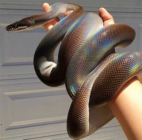 @𝔭յ𝔫𝔨𝔰𝔬𝔠𝔨𝔰 | Snake, Hypebeast women, Rainbow snake