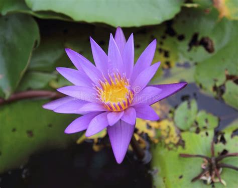 Purple Water Lily Flower In Lily Pond Stock Image - Image of natural, colorful: 20138257