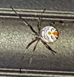 Latrodectus geometricus (Brown Widow Spider) - Spider Identification ...