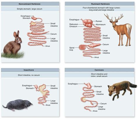 Mammals as Consumers - Science with Mrs Beggs