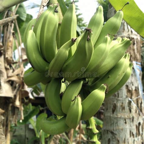 Plantain fruit picture stock image. Image of leaf, vegetable - 271672315