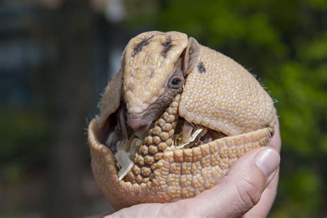 Three-banded Armadillo Rolled Up : Armadillo