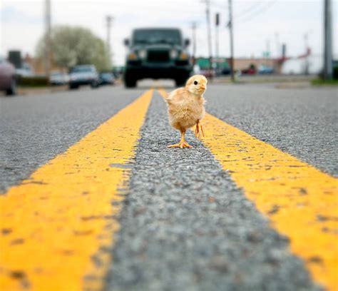 Top 60 Chicken Road Stock Photos, Pictures, and Images - iStock