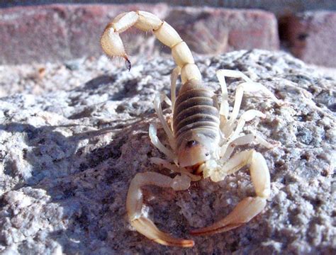 Flinders Ranges Scorpion | The Animal Facts | Appearance, Diet, Habitat