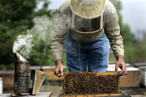 Buying Honey Bees and Apiary Supplies For Your Hives