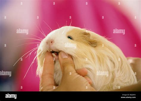 Guinea Pig Teeth Stock Photos & Guinea Pig Teeth Stock Images - Alamy