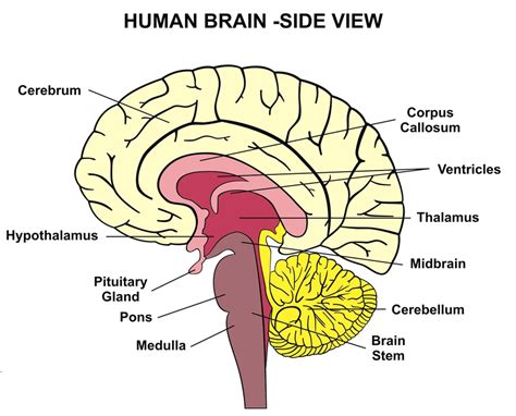 Parts Of The Corpus Callosum