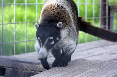 IEAS News: What is a Coati?