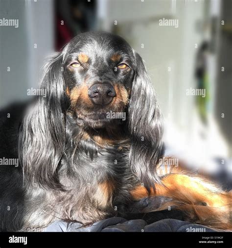 Grumpy dog Stock Photo - Alamy