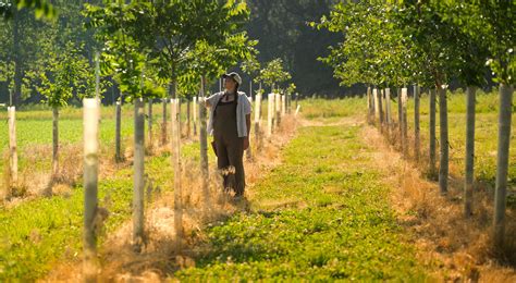 Farmers Invited to Participate in Agroforestry Project | TNC