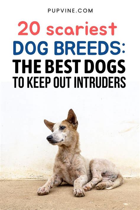 20 Scariest Dog Breeds: The Best Dogs To Keep Out Intruders | Scary ...