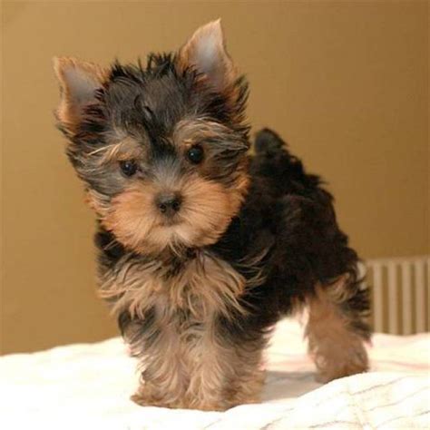 Adorable Yorkie Puppies For Adoption - Philadelphia - Animal, Pet