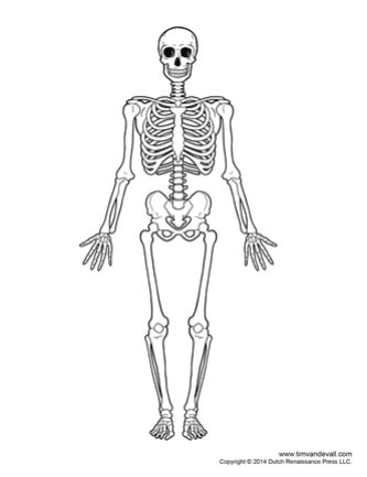 Human Skeleton Diagram – Tim's Printables | Human skeleton, Skeleton drawings, Human skeletal system