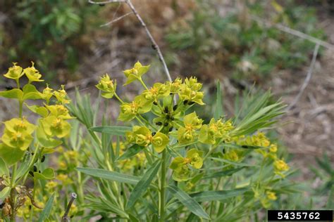 brown-legged spurge flea beetle (Aphthona lacertosa)