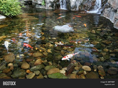 Japanese Koi Fish Pond Image & Photo (Free Trial) | Bigstock