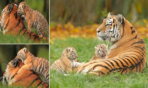 Tiger Cubs With Father And Mother