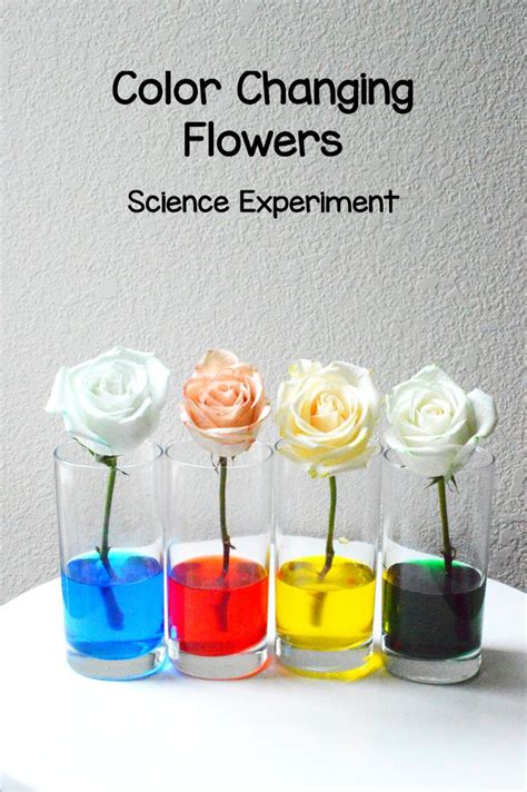 Food Coloring Science Experiments For Kids