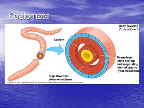 PPT - COMPARING INVERTEBRATES PowerPoint Presentation, free download - ID:1832249