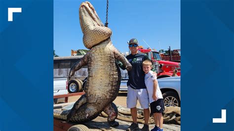 Hunters catch 920-pound gator in Central Florida | ksdk.com