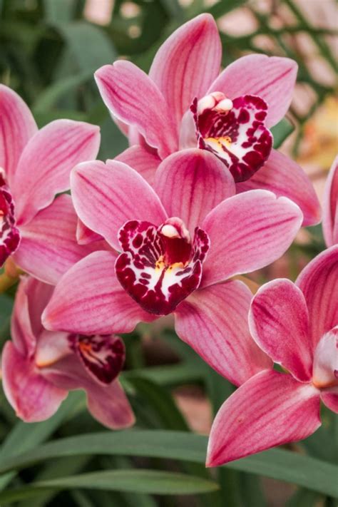 Cymbidium (Boat Orchid): Care Guide & Pictures | Orchids, Orchid ...