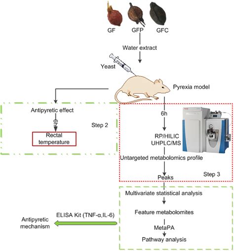 Frontiers | The Potential Antipyretic Mechanism of Gardeniae Fructus and Its Heat-Processed ...