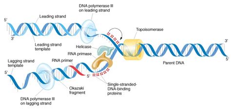 Dna Replication Semiconservative images : Biological Science Picture Directory – Pulpbits.net