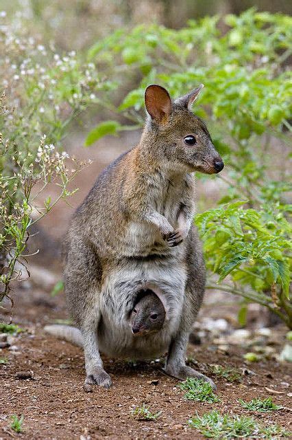 Red-necked Pademelon, Australia | Australia animals, Australian animals, Australia kangaroo