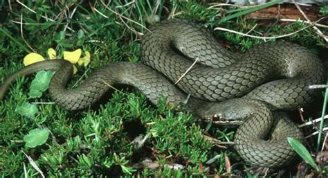 White-lipped Snake | Department of Natural Resources and Environment Tasmania