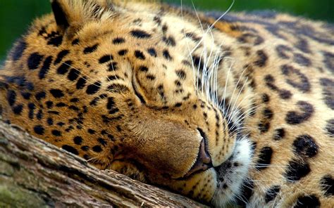 Sleeping Jaguar - Cool Wallpapers | Sleeping animals, Cheetah pictures ...