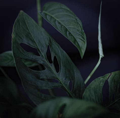 Something about dark plant photos... : r/plants