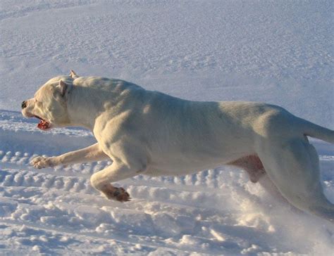 Dogo Argentino Breeder Dogue Argentin-Valiente Dogo | Dog argentino, Huge dogs, Beautiful dogs