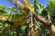 Penyakit Layu Fusarium Pohon Pisang: Gejala dan Cara Mencegahnya