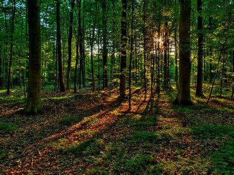 Summer forest - HDR Free Photo Download | FreeImages