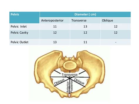 Female Pelvis | Epomedicine