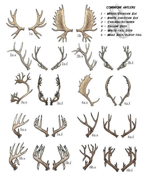 Species Wiki: Deertaur And Relative Species | Wiki | Mythical Times Amino | Antler tattoos ...