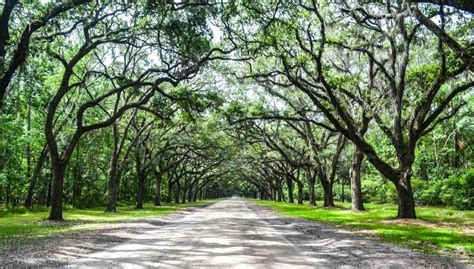 Wormsloe Historic Site Savannah: Stunning Oak Avenue + Interesting History