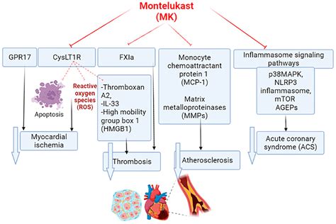 Pharmaceuticals | Free Full-Text | Montelukast and Acute Coronary Syndrome: The Endowed Drug