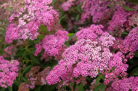 Neon Flash Spirea Shrub Growing and Care Tips