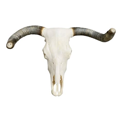 Real Longhorn Skull For Sale — Skulls Unlimited International, Inc.