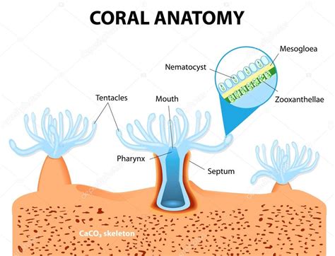 Semua Tentang laut: Terumbu Karang (Coral Reef)