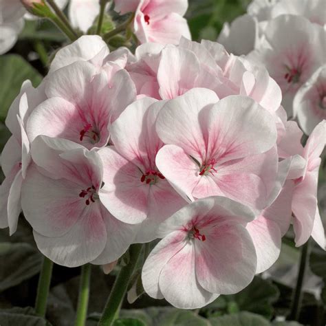 Geranium Seeds - Maverick Appleblossom | Flower Seeds in Packets & Bulk | Eden Brothers