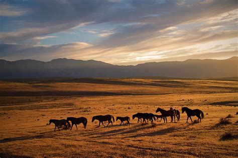 Wild Horse Sunset Digital Art by Troy Wright - Fine Art America