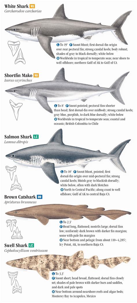 Sharks and Relatives of the Pacific Coast – Quick Reference Publishing ...