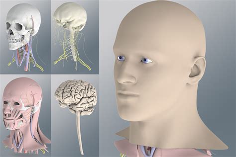 Human Head Anatomy Model