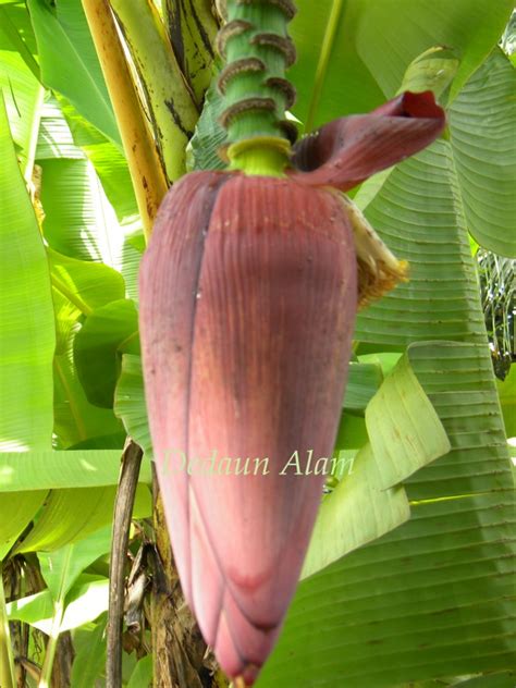 Dedaun Alam: Jantung Pisang