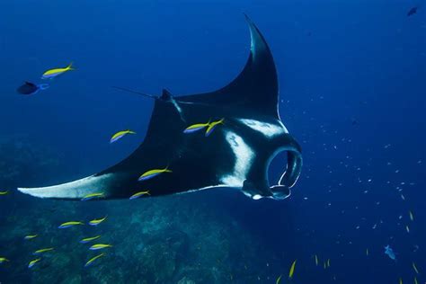 Giant Oceanic Manta Ray - Animal Facts for Kids - Characteristics & Pictures